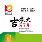 吉农大578